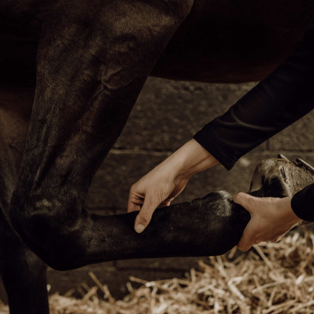 massage des tendons pour chevaux