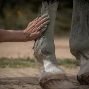 argile verte sur membre cheval